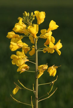 Rapsschote Bilder Durchsuchen 580 Archivfotos, und