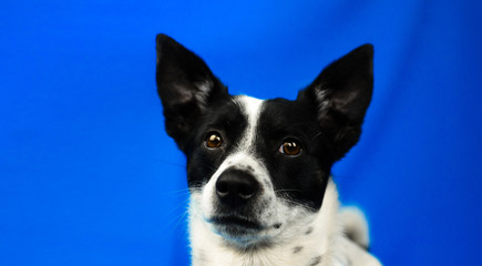 Close-up portrait of a dog on a blue simple isolated background with copy space, basenji