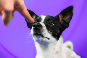 Dog make boop on purple simple isolated background with copy space, basenji