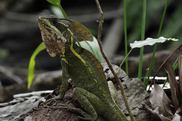 Reptil Mexicano