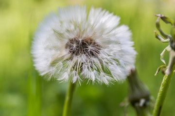 close-up of a white dandelion with green background out of focus