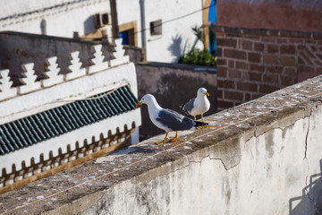 Seagulls standing on the building in Morocco.