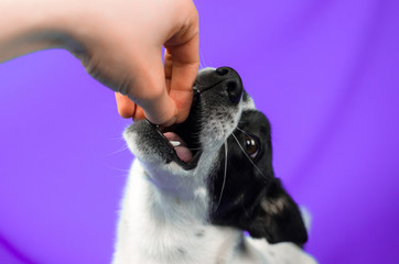 Dog attacks hand on purple simple isolated background with copy space, basenji