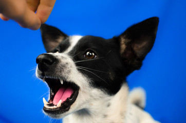 Dog screaming at hand on blue simple isolated background with copy space, basenji
