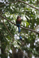 Pajaro Carpintero