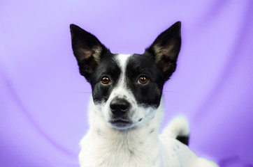 Portrait of a dog on purple delicate fabric on a simple isolated background with copy space, basenji