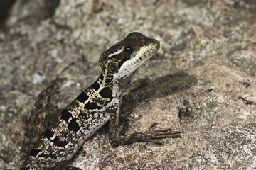 Fototapeta premium gekko