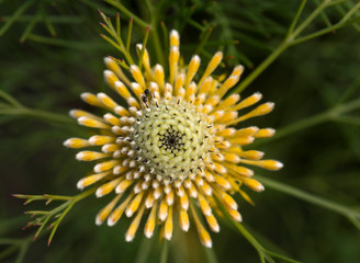 Broad-Leaved drumsticks flower in the forest	
