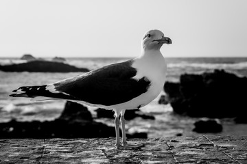 Black and white image of seagull at coastline in Essaouira,Morocco.