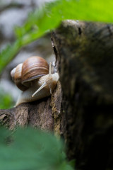 close-up of a snail with brown shell on a log, unfocused green leaves