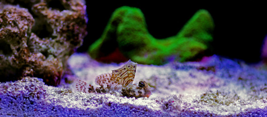 Scooter Blenny - (Synchiropus ocellatus)