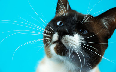 Close-up surprised siamese cat on turquoise isolated plain background