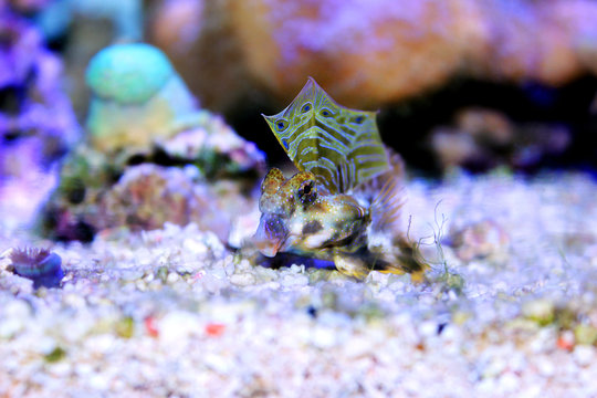 Scooter Blenny - (Synchiropus ocellatus)