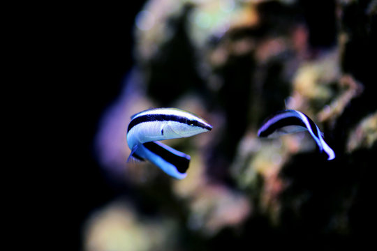 Bluestreak cleaner wrasse - Labroides dimidiatus
