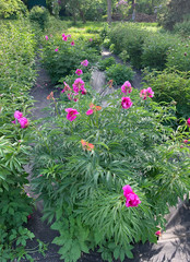 Bush of blooming bright pink tree-shaped Chinese peonies