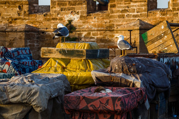 Image of seagulls standing on coastline in Essaouira,Morocco.