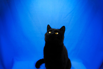 Black cat looks up on a blue isolated background with a copy space