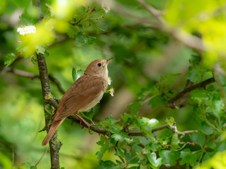 Male Common nightingale (Luscinia megarhynchos) sits on a branch.