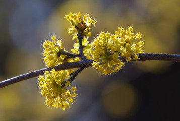 Branches with flowers of European Cornel (Cornus mas)