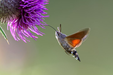 hummingbird hawk-moth (Macroglossum stellatarum) feeding nectar.