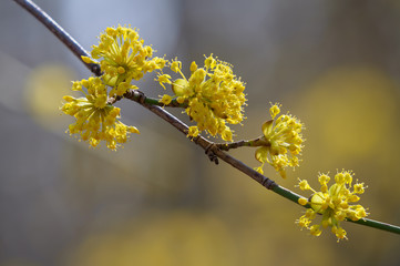 Branches with flowers of European Cornel (Cornus mas)