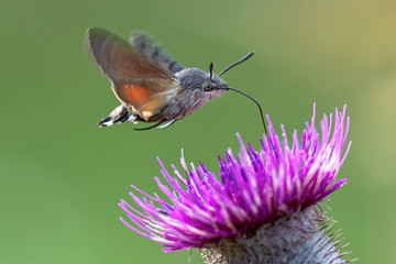 Hummingbird hawk-moth (Macroglossum stellatarum) feeding nectar. - obrazy, fototapety, plakaty