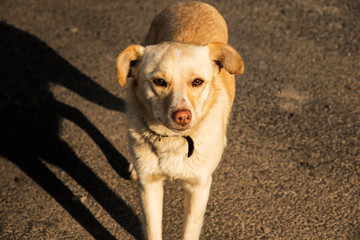 Kind dog pooch on a country road шт sunset looking at the camera