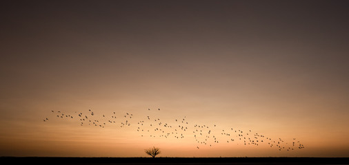Birds migrating