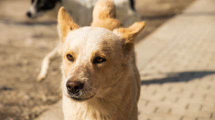 Cinematic photo of a dog walking along a road