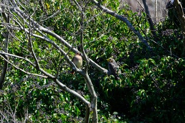 japanese waxwing on branch