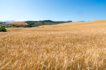 Tuscany, Italy. Landscape
