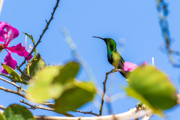 hummingbird on a branch