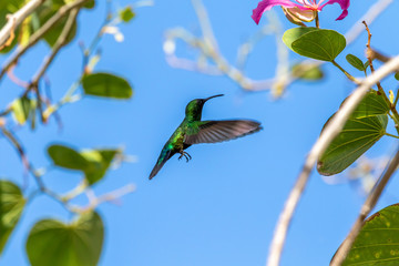 hummingbird and flower