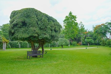 Lonely branchy tree surrounded by beautiful topiary bushes on green grass lawn in public urban park...