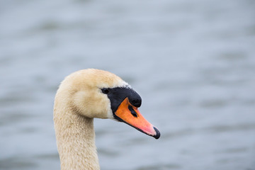 Portrait of a mute swan