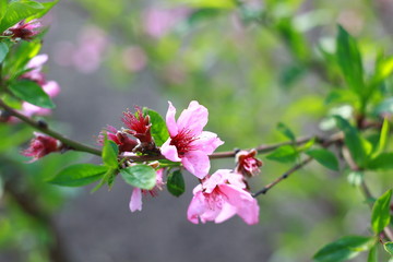 flowering peach tree