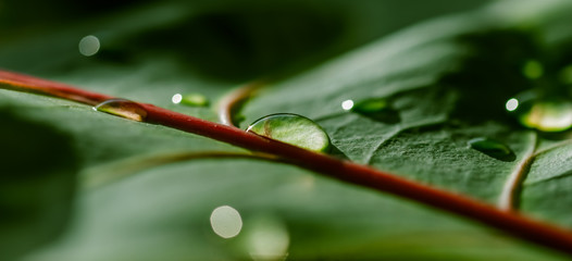Abstract green background. Macro Croton plant leaf with water drops. Natural background for brand design © OLAYOLA