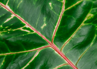 Abstract green background. Macro Croton plant leaf. Natural background for brand design © OLAYOLA