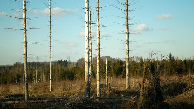 Bark wood beetle pest Ips typographus infestation, spruce and bast tree infested attacked by European spruce, making their way in wood larva and larvae, clear cut calamity, caterpillar dead trees