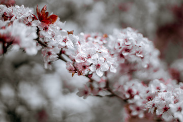 Flores rosas de primavera, árbol florecido, flor de almendro rosa