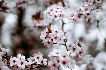 Flores rosas de primavera, árbol florecido, flor de almendro rosa