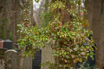 Fototapeta na wymiar Weissensee Jewish Cemetery European ivy growing on a tree in Berlin Germany