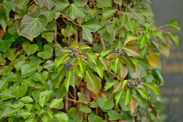 Weissensee Jewish Cemetery European ivy growing on a tree closeup in Berlin Germany