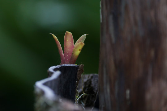 pequena brom&eacute;lia em lasca de &aacute;rvore da mata atl&acirc;ntica