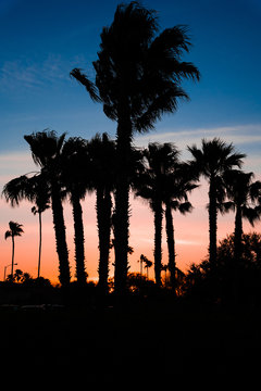 palm trees sunset silhouette
