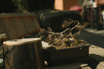 Spring in the garden