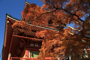 成田山新勝寺　平和大塔　紅葉