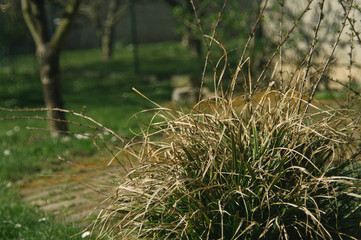 Spring in the garden