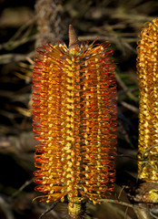 Banksia flower, Australia