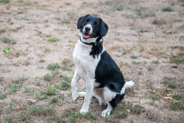 Mischlingshund schwarz-weiß Kurzhaar